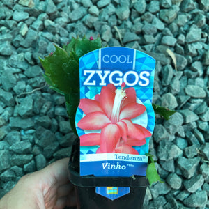 Zygocactus Vinho