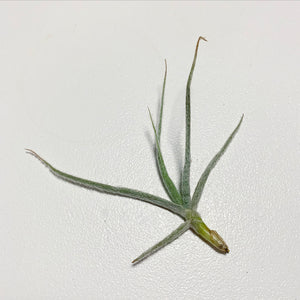 Tillandsia - graomogolensis (Fragrant)