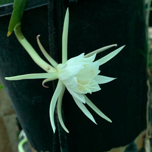 Epiphyllum Pumilum - EP11