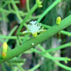 Rhipsalis Grandiflora - R10