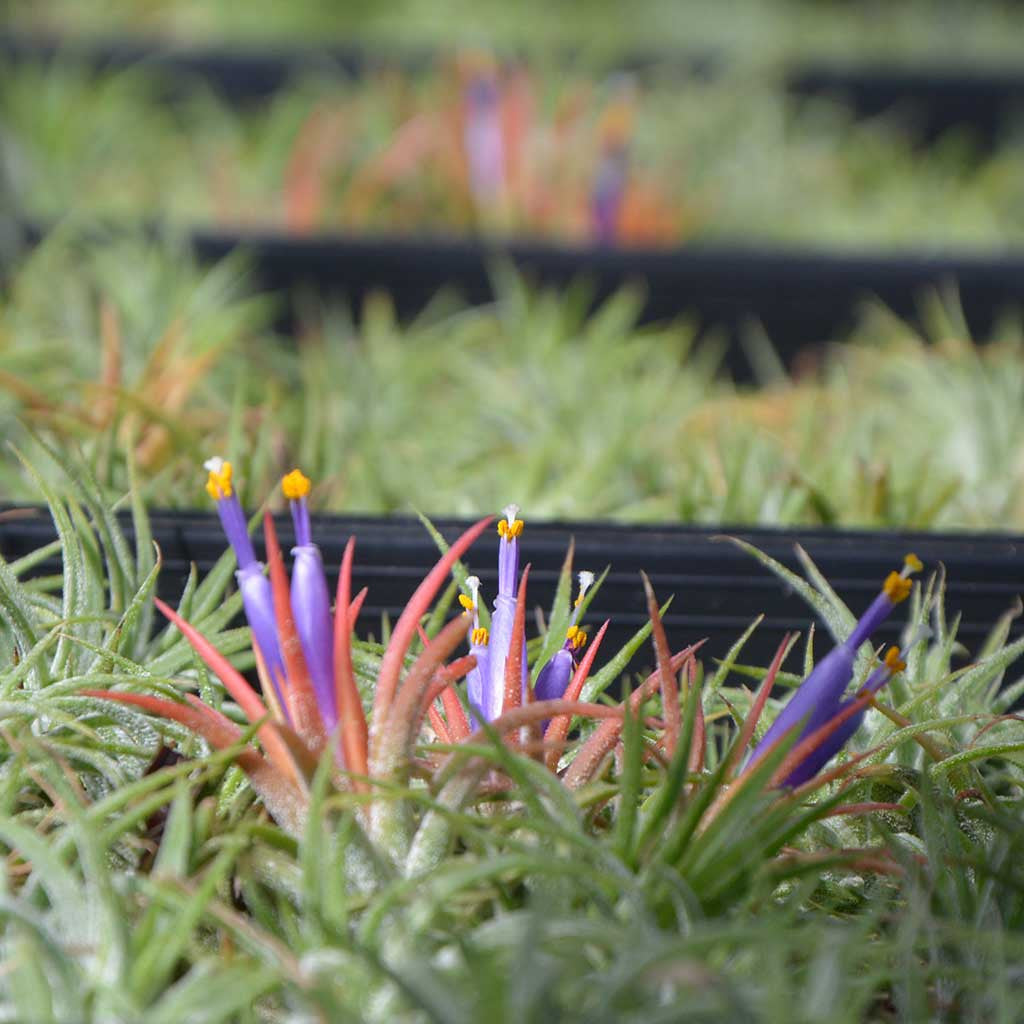 How To Grow Air Plants - Air Plant Decor