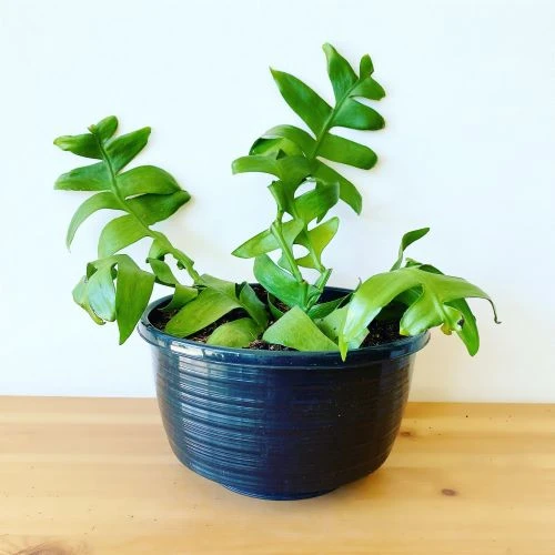 How to Grow Rhipsalis and Epiphyllum