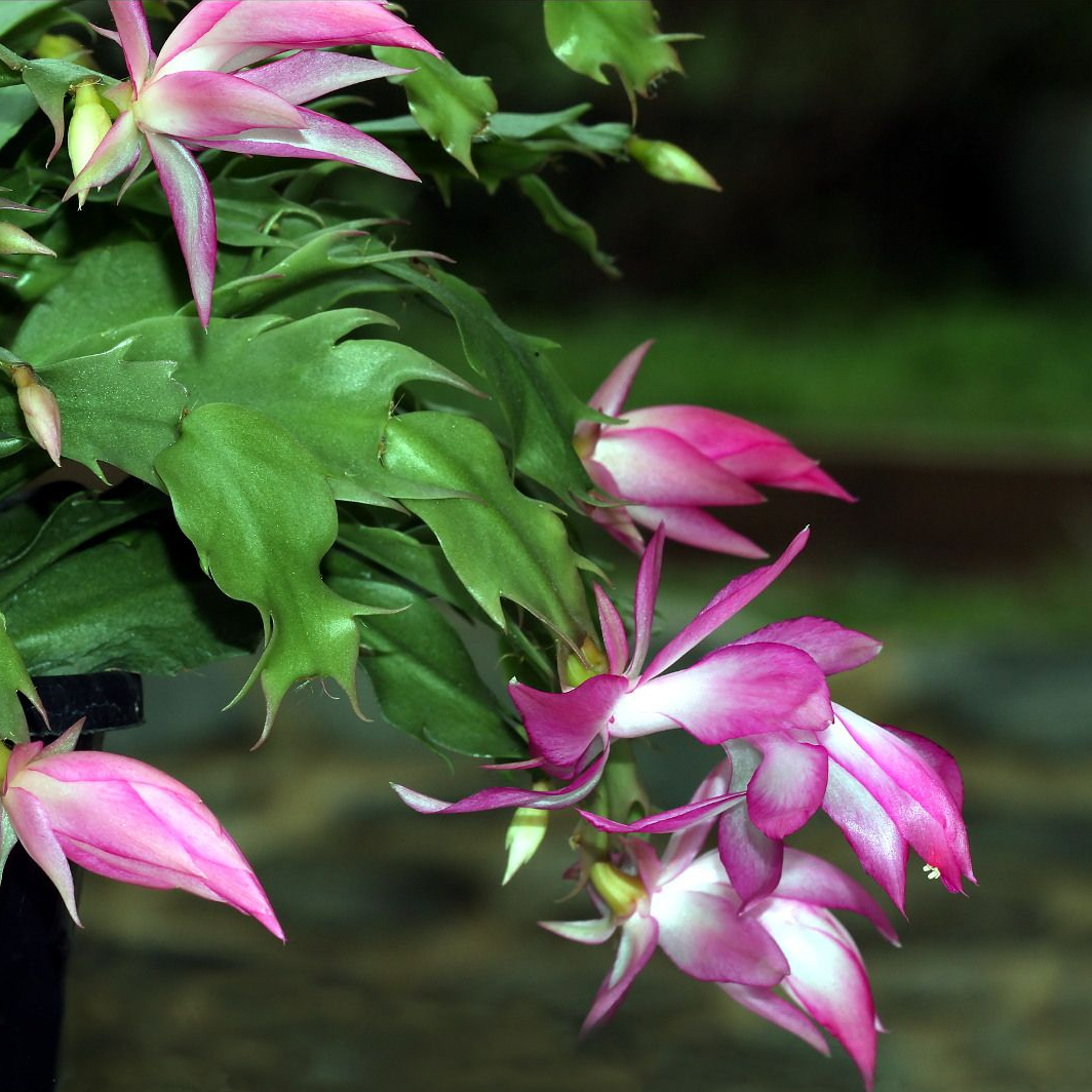 How to grow Zygocactus / Schlumbergera