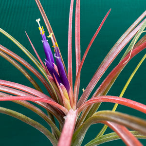 Tillandsia - ionantha Hybrid ex. PT NEW