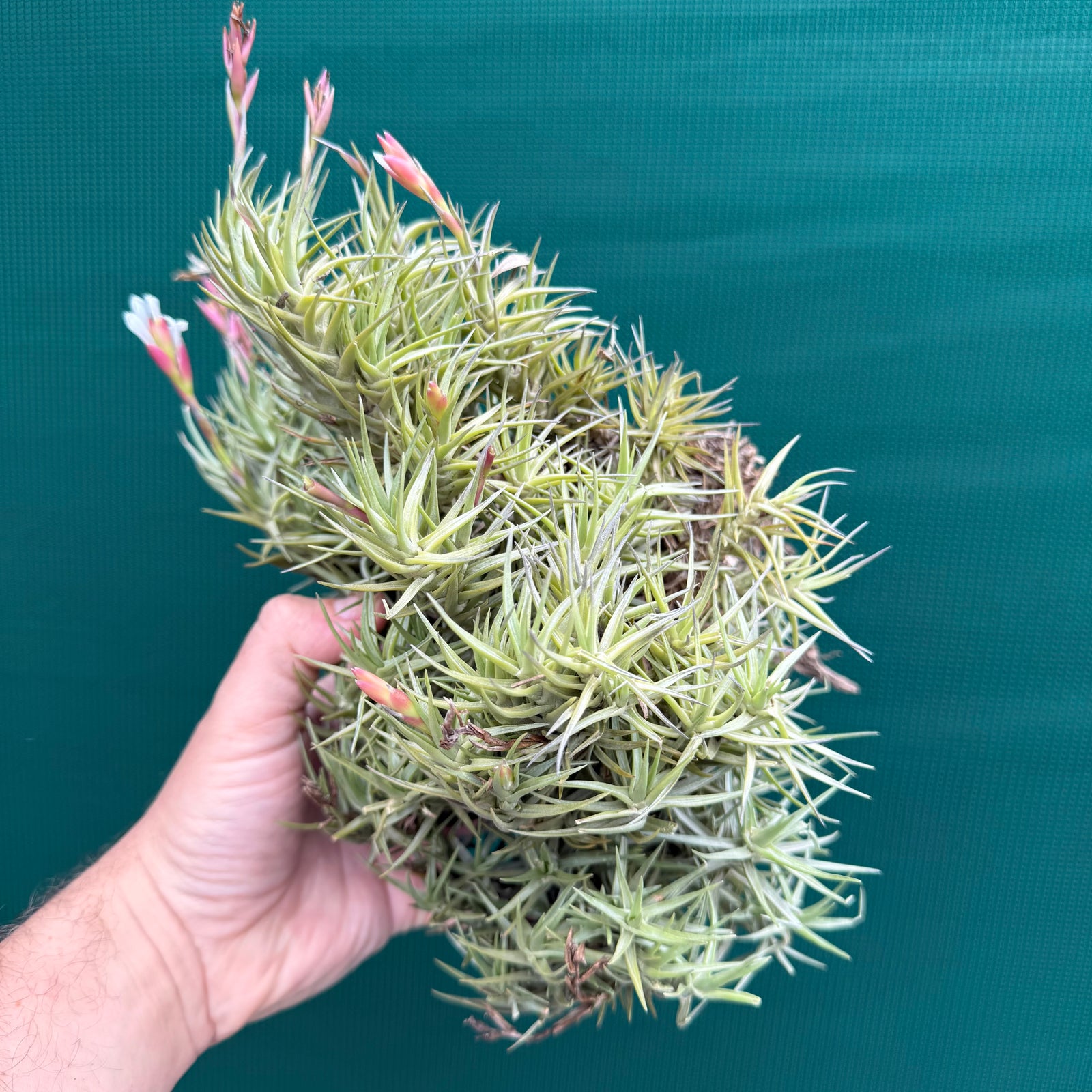 Tillandsia cocoensis (Mature Clump)