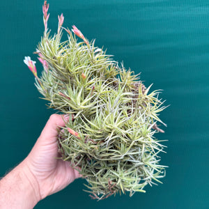 Tillandsia cocoensis (Mature Clump)