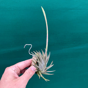 Tillandsia - rosacea NEW