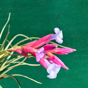 Tillandsia - tenuifolia ‘Valhalla S. Africa’ ex. PT