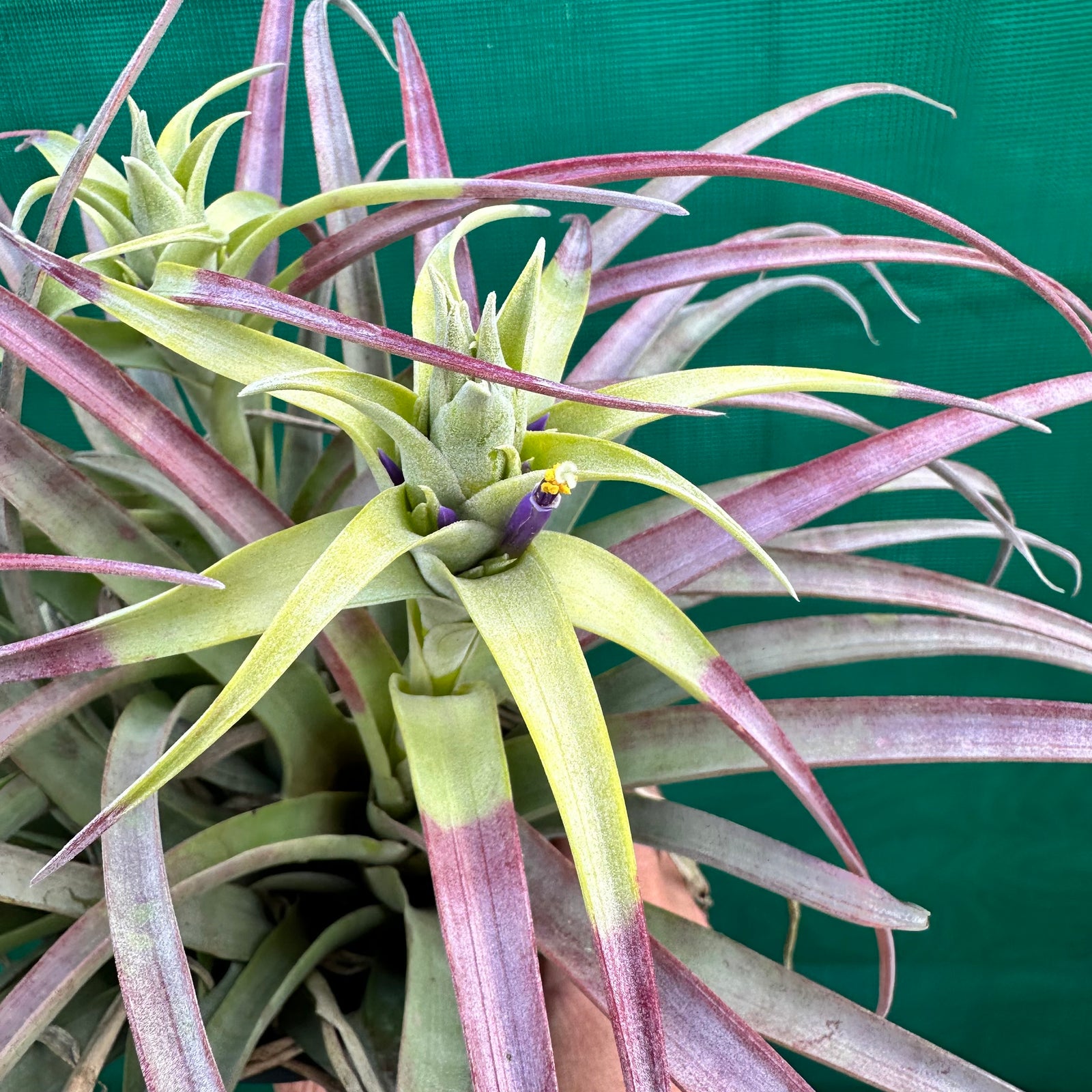 Tillandsia - capitata ‘Cuban Yellow’ ex. LK NEW