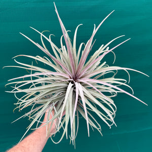 Tillandsia - Buck Compton ex. RFI NEW