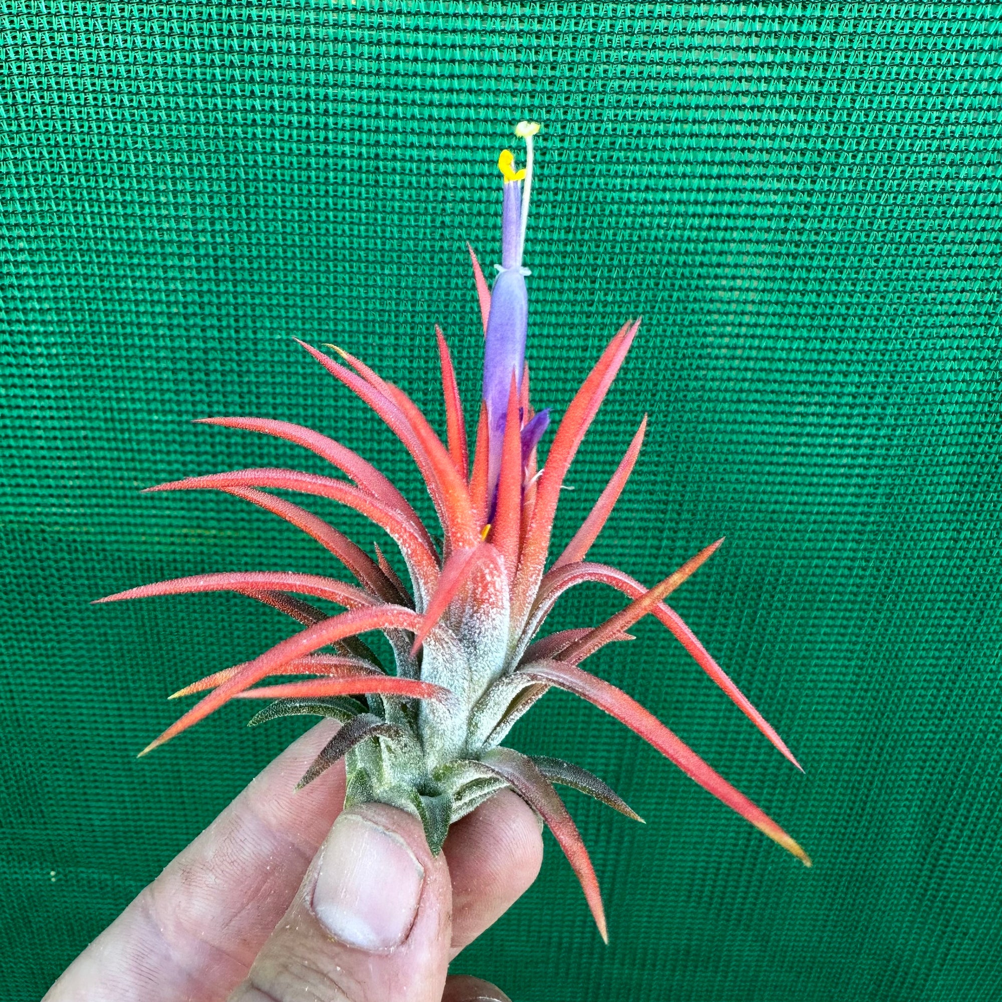 Tillandsia - ionantha ex. BD - Air Plant Decor