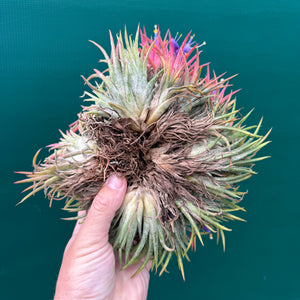 Tillandsia ionantha ‘BOE1593’ (Mature Clump)