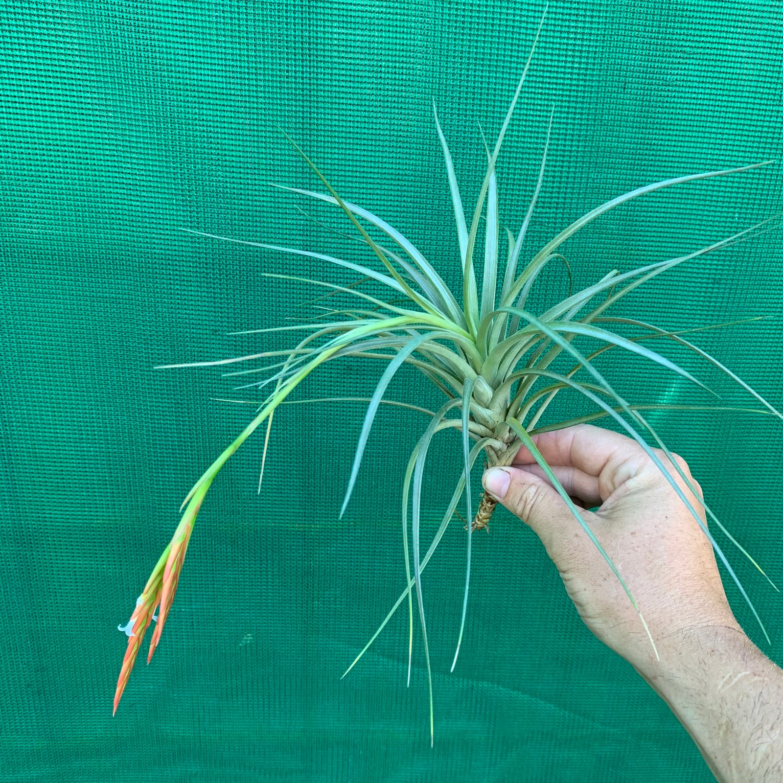 Tillandsia - Holm’s Verlescens ex. PT