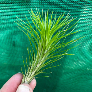 Tillandsia - funckiana ‘Green Form’ ex. CC