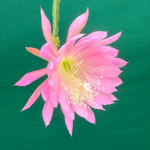 Epi. Hybrid Farewell EH69