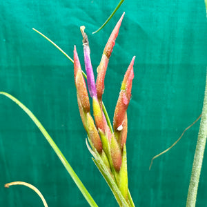 Tillandsia - occulta ex. RE