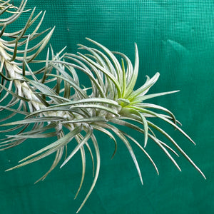 Tillandsia - araujei x tenuifolia ex. BG NEW