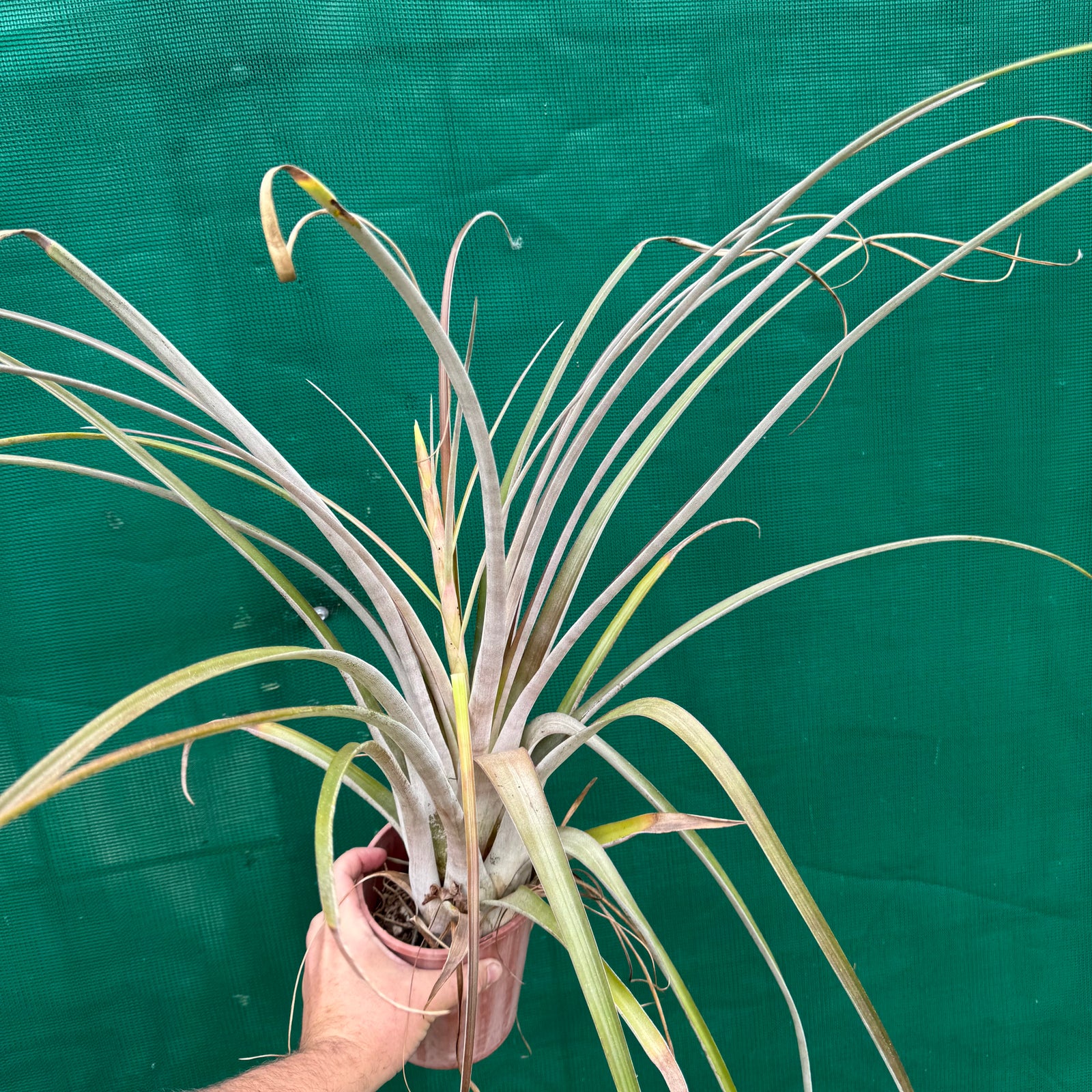 Tillandsia - paraisoensis ex. PT NEW