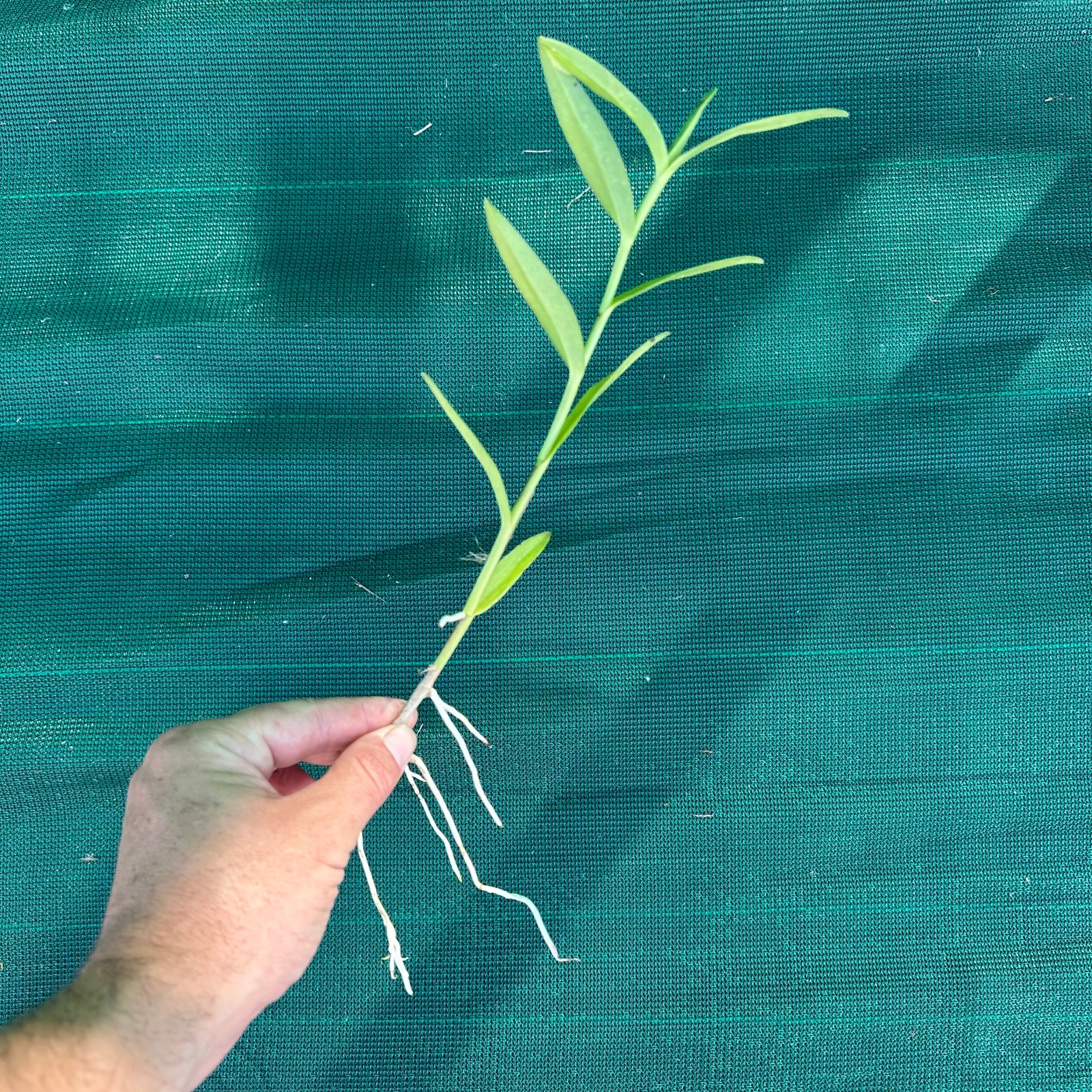 Epidendrum ‘Peach’ NEW