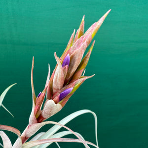 Tillandsia - Aquila Gold ex. GK