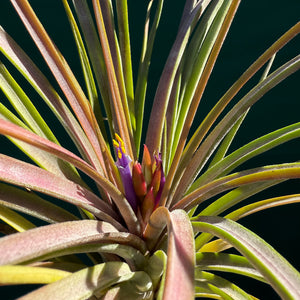 Tillandsia - ionantha x makoyana (Nat. Hybrid) ex. PT NEW