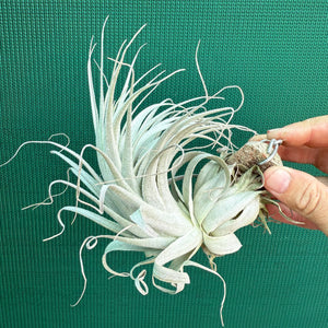 Tillandsia - chapeuensis