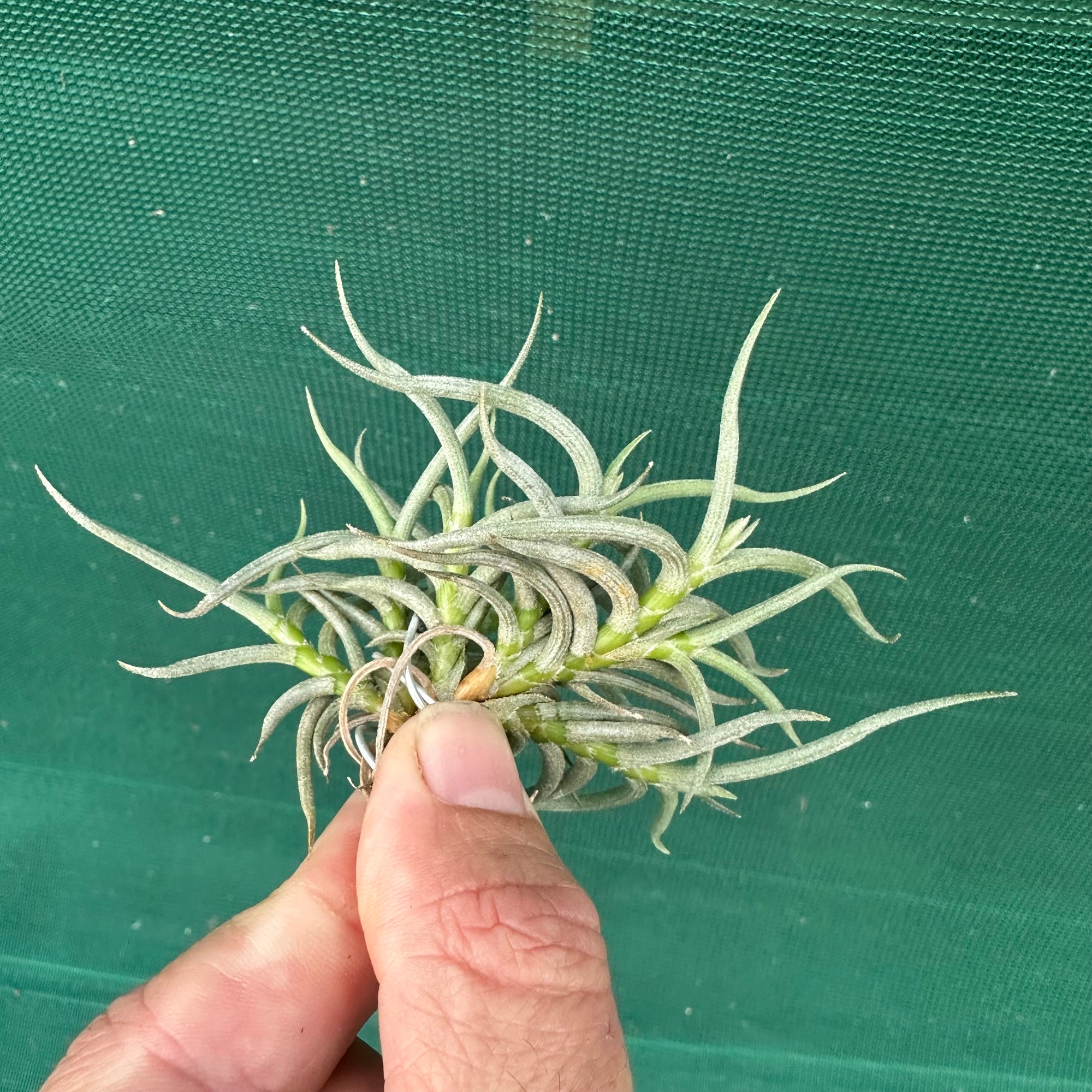 Tillandsia - retorta NEW