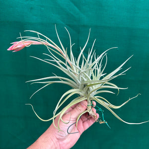 Tillandsia - Leon ‘Pink Bract’ ex. PT NEW