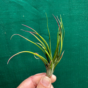Tillandsia - Derek ex. NR NEW
