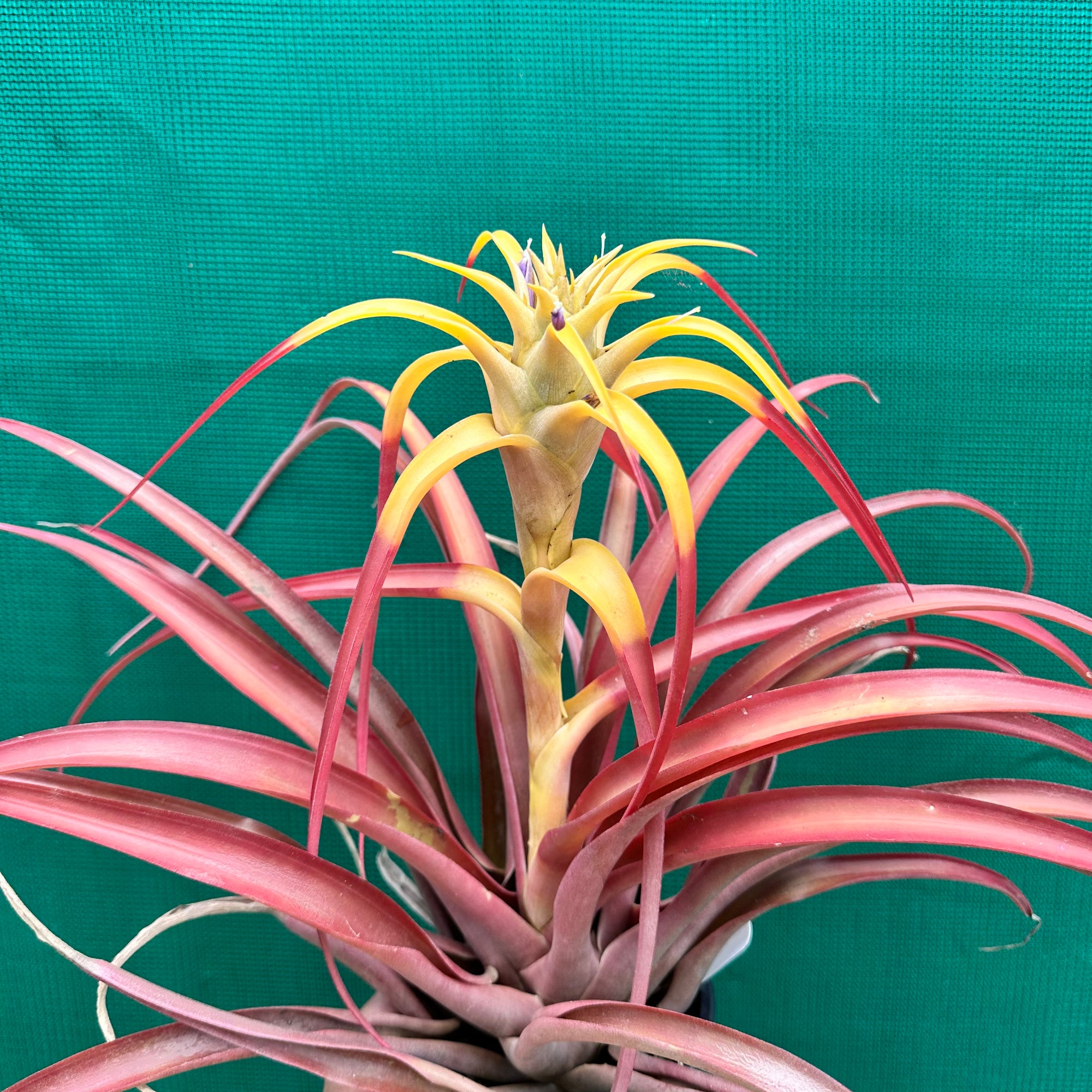 Tillandsia - capitata ‘Marron’ ex. PT NEW