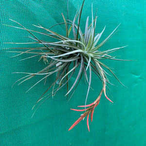 Tillandsia - vernicosa Hybrid ex. BG