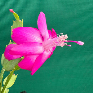Zygocactus Thor Sharon
