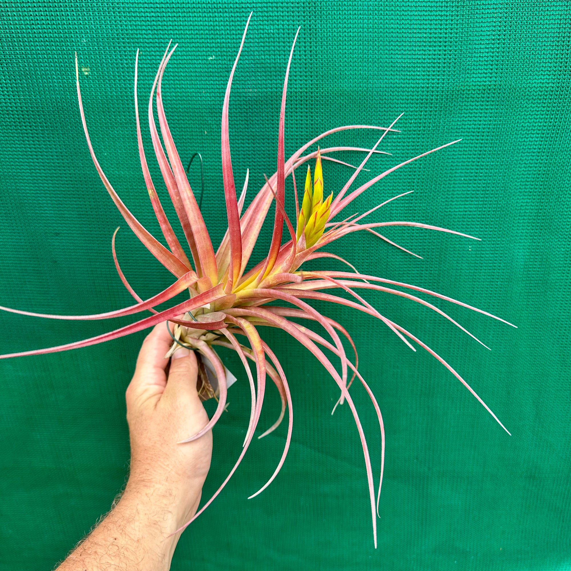 Tillandsia - Capetown