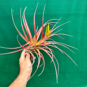 Tillandsia - Capetown NEW