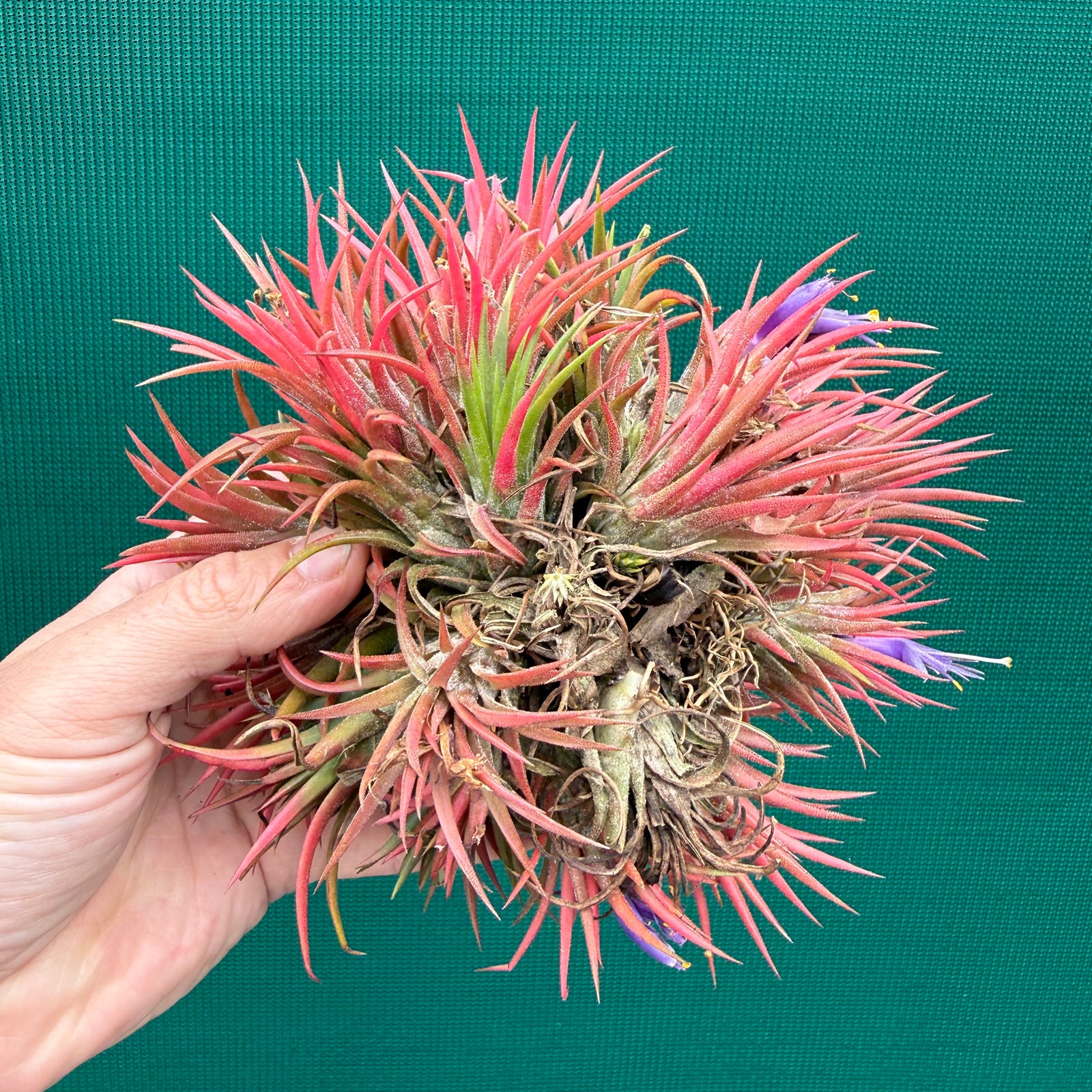 Tillandsia ionantha 'Honduras’ ex. Tropiflora (Mature Clump)