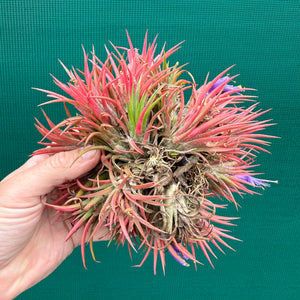 Tillandsia ionantha 'Honduras’ ex. Tropiflora (Mature Clump)