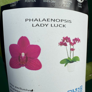 Phalaenopsis ‘Lady Luck’ NEW