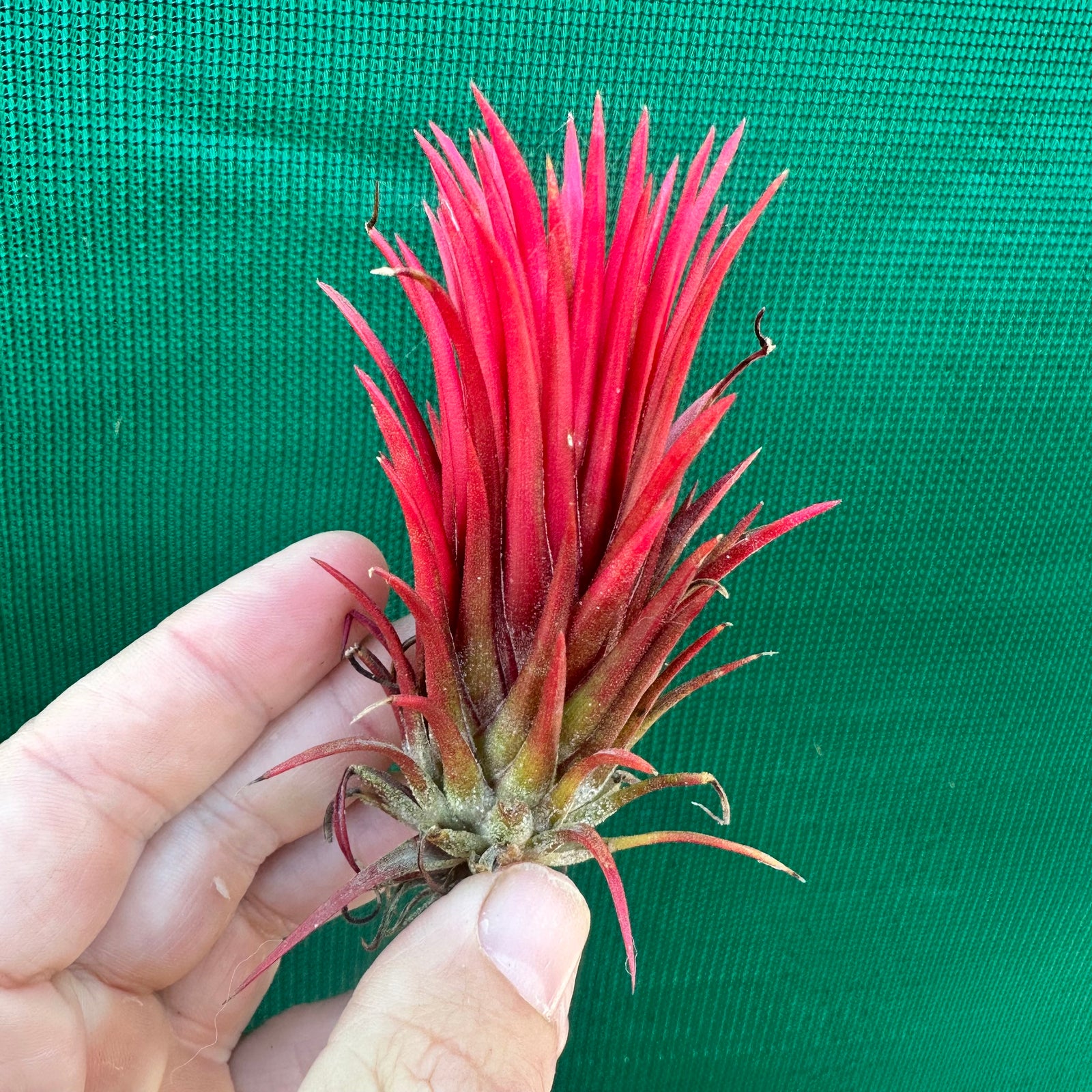 Tillandsia - ionantha 'Two Tone' ex. RFI