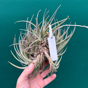 Tillandsia - polzii (Mature Clump) NEW