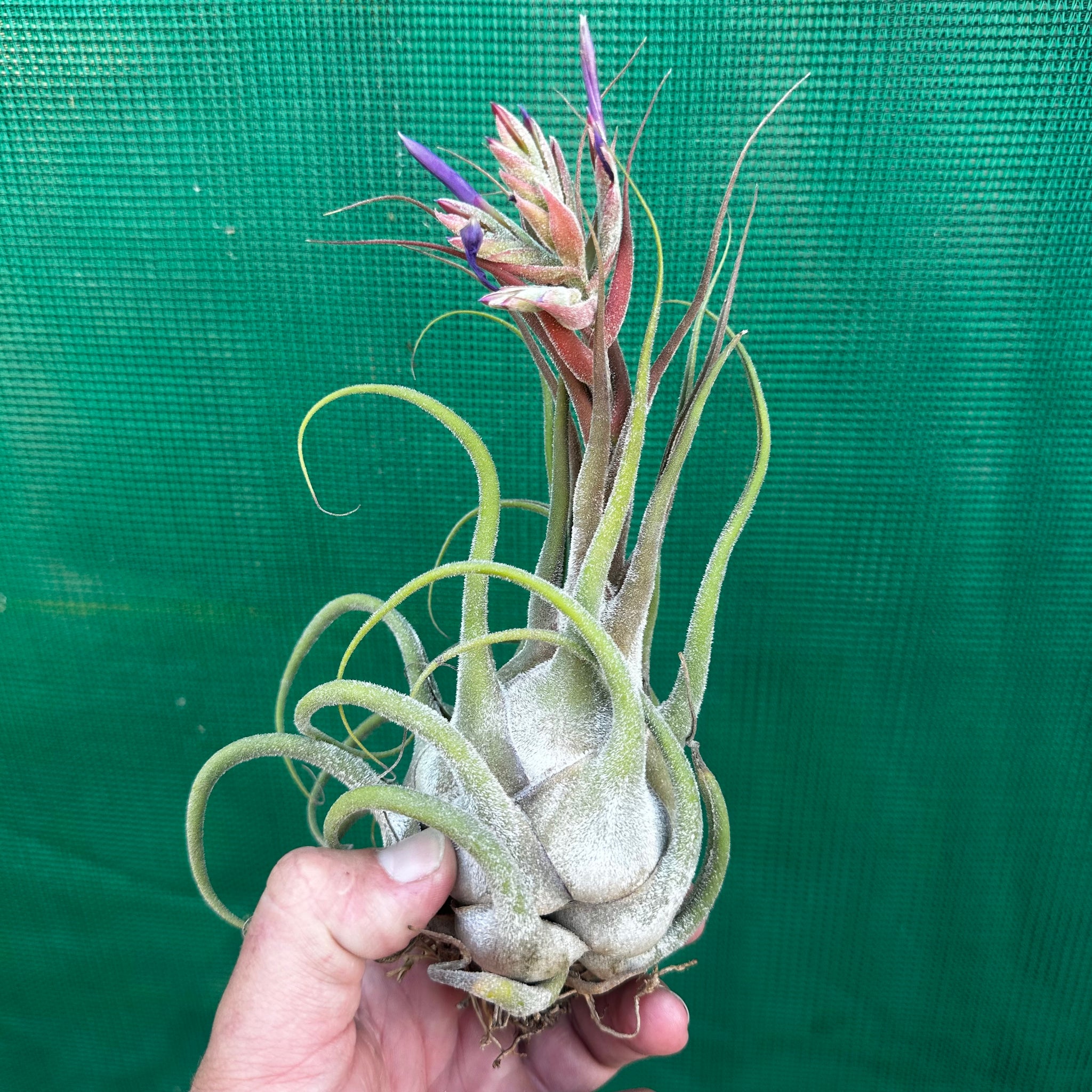 seleriana air plant care Tillandsia - seleriana ex. OM