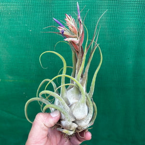 Tillandsia - seleriana ex. OM