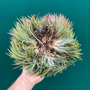 Tillandsia ionantha ‘BOE1593’ (Mature Clump) NEW