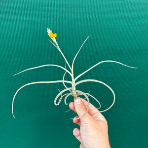 Tillandsia - caliginosa x crocata ex. CC (Fragrant)