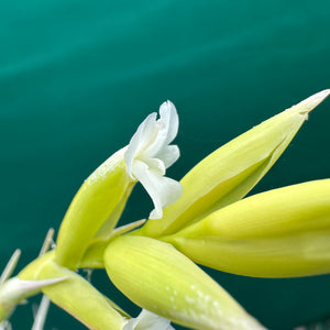 Tillandsia - nuptialis ex. BD NEW