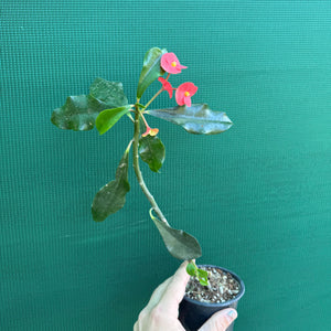 Poysean - Euphorbia geroldii NEW