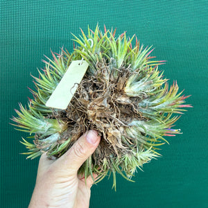 Tillandsia ionantha ‘Mexico’ (Mature Clump)