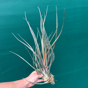 Tillandsia - Mali Dofitas ex. CC NEW