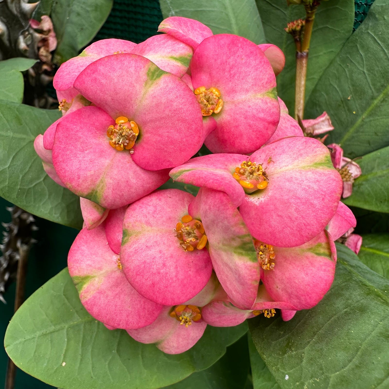 Poysean - Euphorbia milii P003