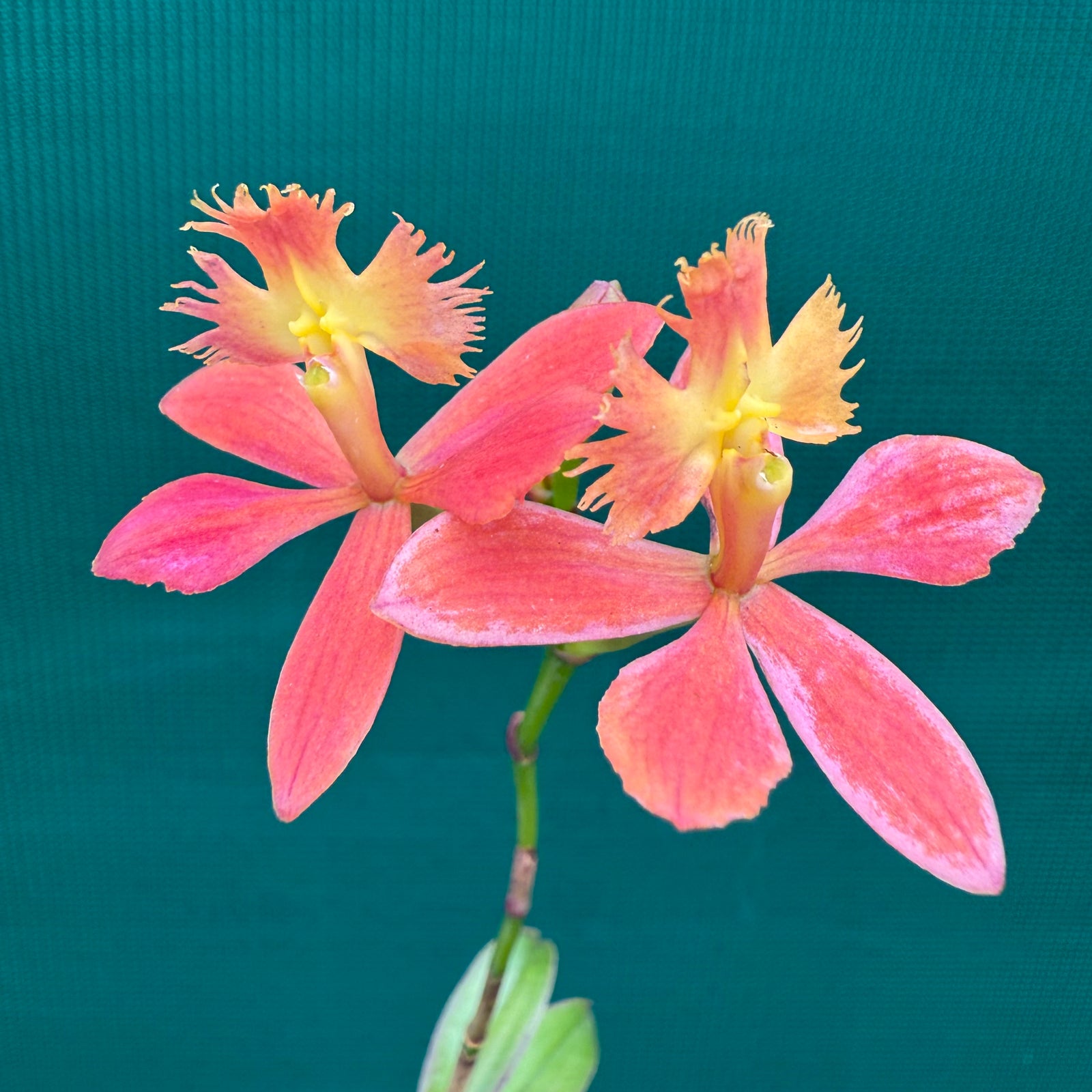 Epidendrum ‘Apricot’