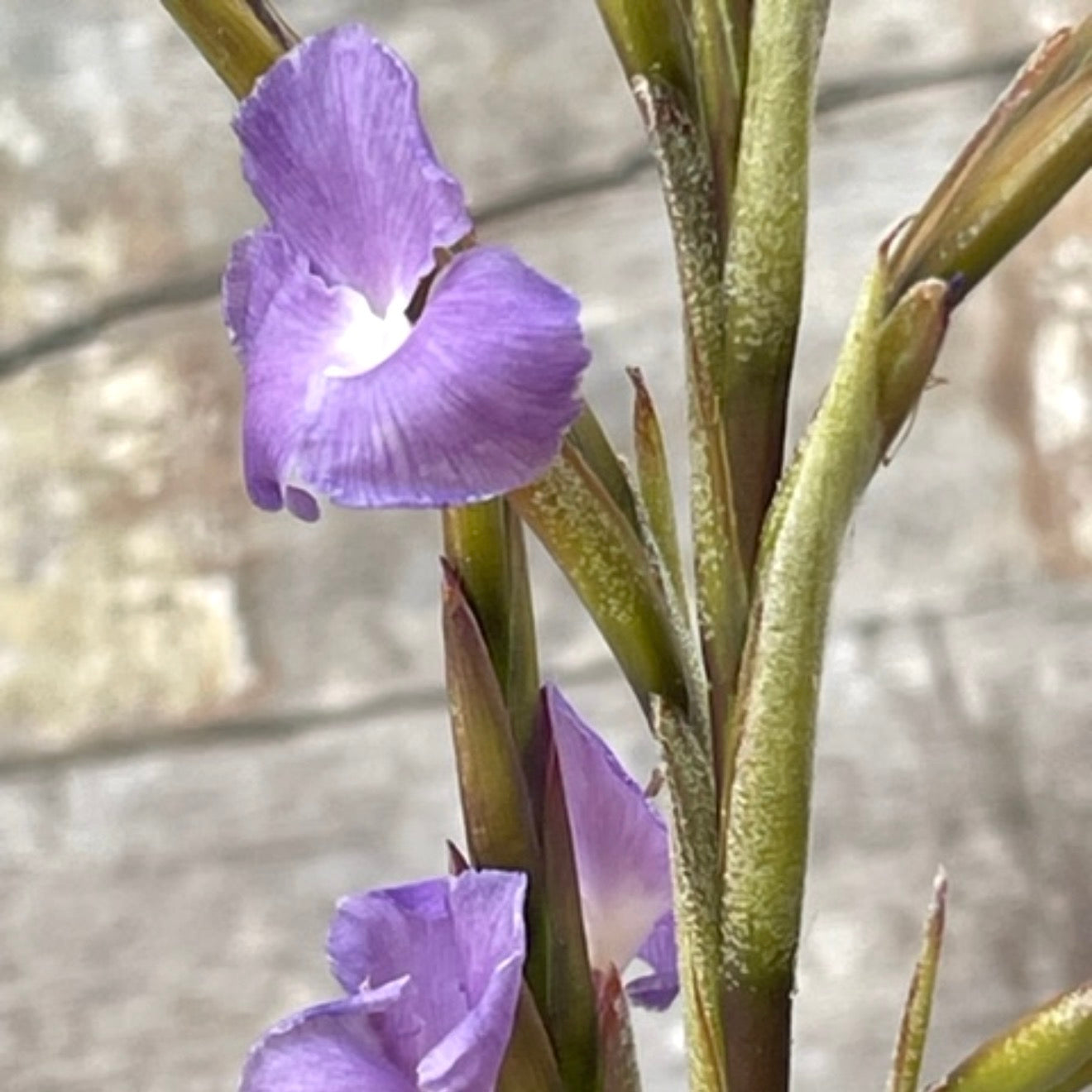 Tillandsia - retrorsa ex. BH NEW
